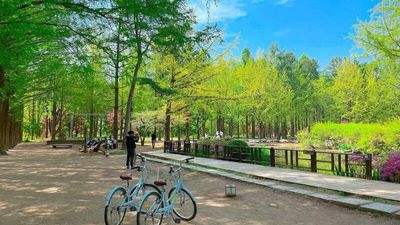 (BAY SÁNG - VỀ TỐI) SEOUL- EVERLAND –NAMI ISLAND – THƯ VIỆN SÁCH STARFIELD - Image - 7175